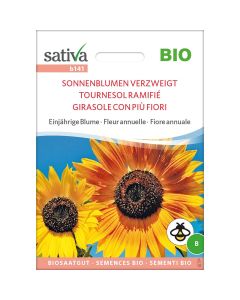 Girasole ramificato 2,5g SATIVA